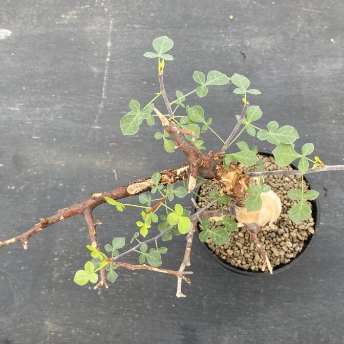 OK08 コミフォラ ピュア カタフ ソマリア 現地株 下処理済み Commiphora kataf pure コミフォラ ピュアカタフ 発根済現地株 2