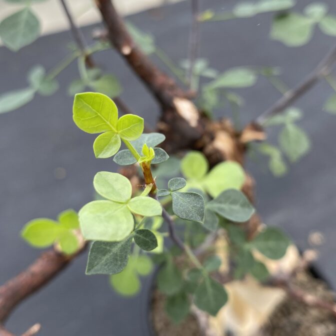 コミフォラ カタフ ピュア （ソマリア） ② | 植物でワクワクを