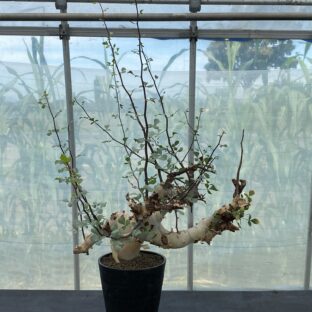 コミフォラ カタフ ピュア （ソマリア） 大株 ③