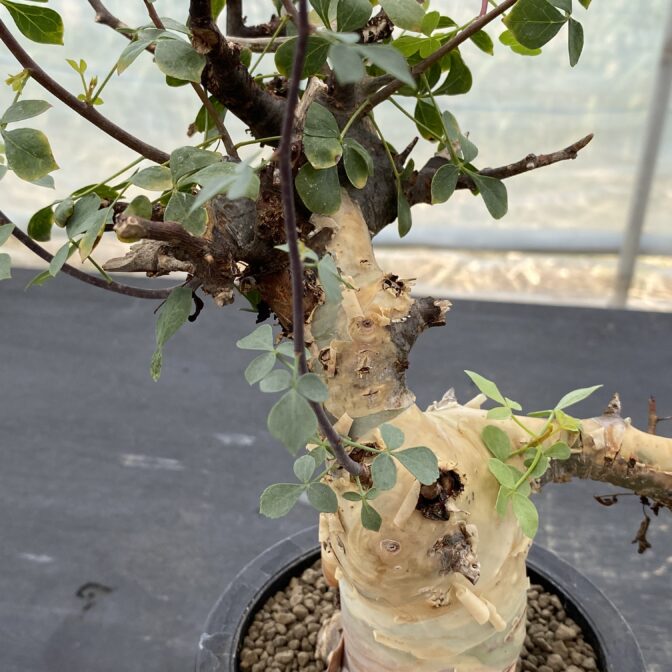 コミフォラ カタフ ピュア （ソマリア） ④ | 植物でワクワクを