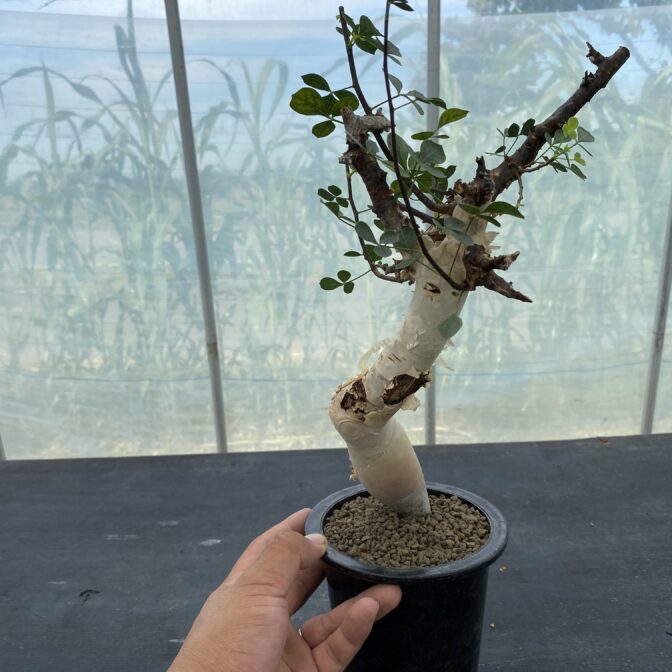 コミフォラ カタフ ピュア （ソマリア） ⑤ | 植物でワクワクを
