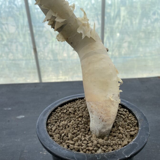 コミフォラ カタフ ピュア （ソマリア） ⑤ | 植物でワクワクを
