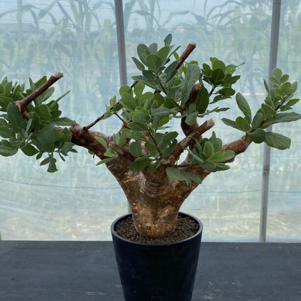 特別な植物に特別な鉢を ｜ Ms'+ (エムズプラス)