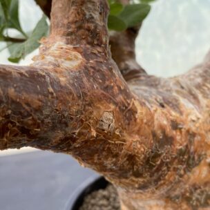 小さな鉢に宿る、異国の荒野の物語。