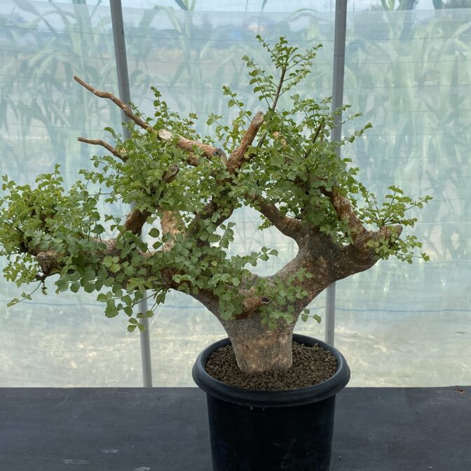 コミフォラ サクシコラ 大株 ② | 植物でワクワクを｜BOTANICAL BOX