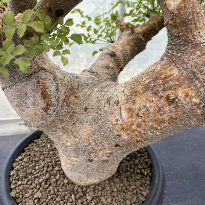 コミフォラ サクシコラ 大株 ② | 植物でワクワクを｜BOTANICAL BOX
