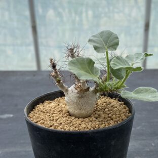 非公開: ヤトロファ マルギナータ ②