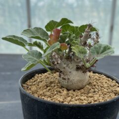 ヤトロファ マルギナータ ①