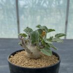 ヤトロファ マルギナータ