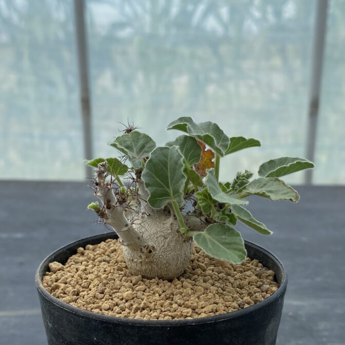 ヤトロファ マルギナータ