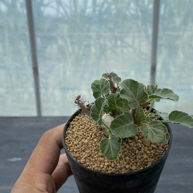 ヤトロファ マルギナータ ① | 植物でワクワクを｜BOTANICAL BOX