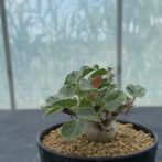 ヤトロファ マルギナータ