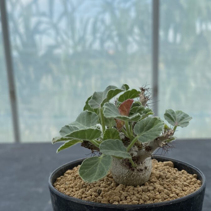 ヤトロファ マルギナータ