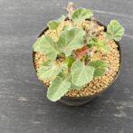 ヤトロファ マルギナータ