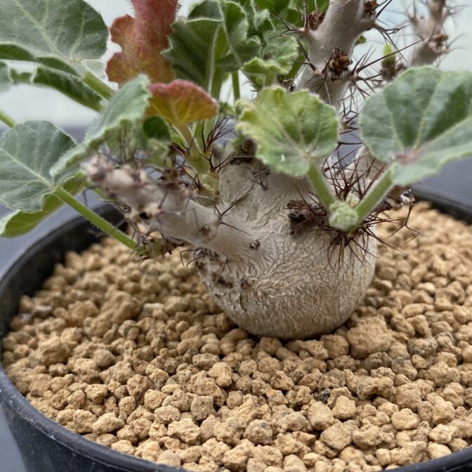 ヤトロファ マルギナータ 特大サイズ 現品限り】ヤトロファ・マルギナータ 特大【AD33】 Jatropha