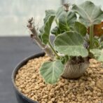 ヤトロファ マルギナータ