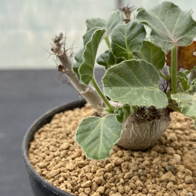 ヤトロファ マルギナータ