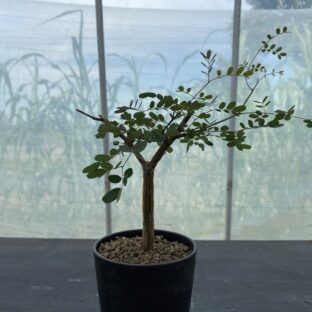 デロニク スデカリー ①