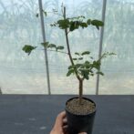 デロニクス デカリー