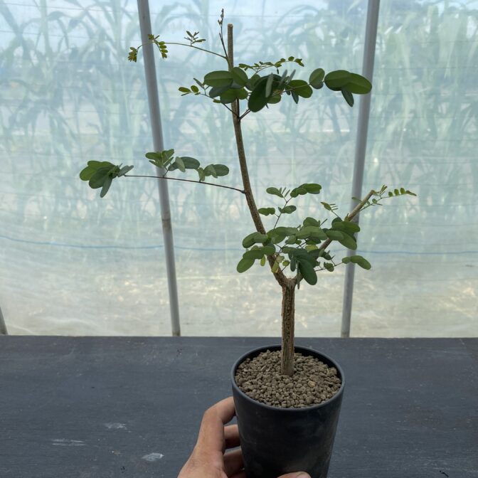 デロニクス デカリー