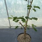 デロニクス デカリー