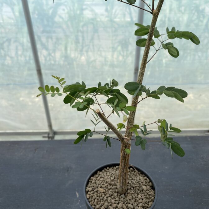 デロニクス デカリー