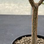 デロニクス デカリー