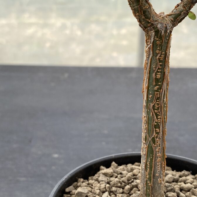 デロニクス デカリー