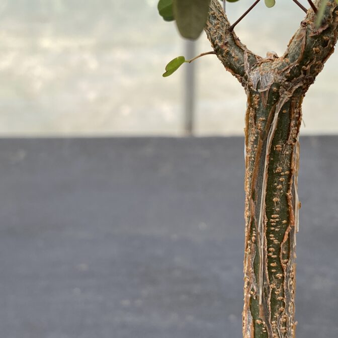 デロニクス デカリー