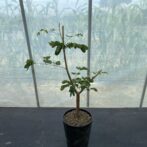 デロニクス デカリー