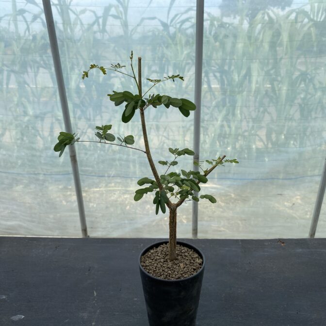 デロニクス デカリー