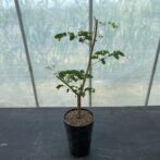 デロニクス デカリー