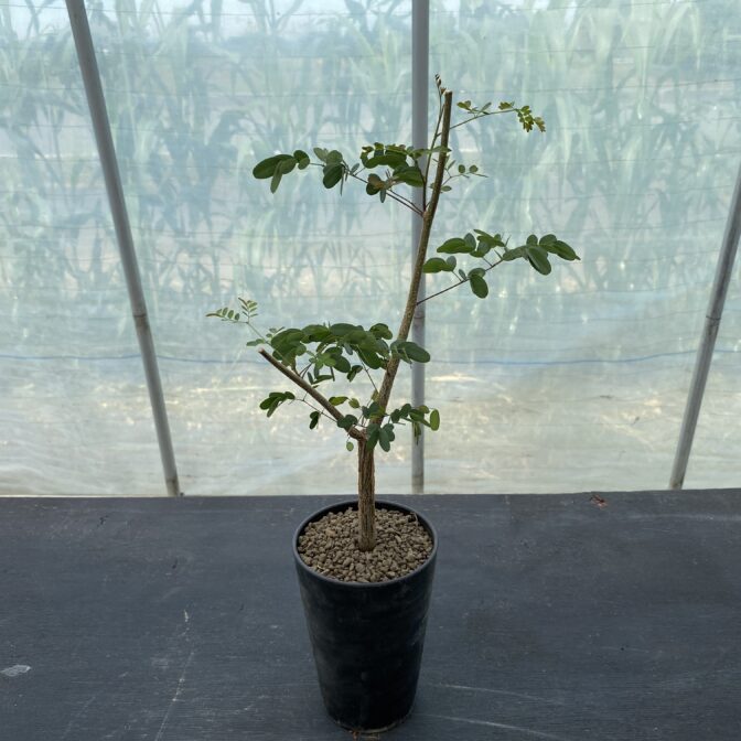 デロニクス デカリー