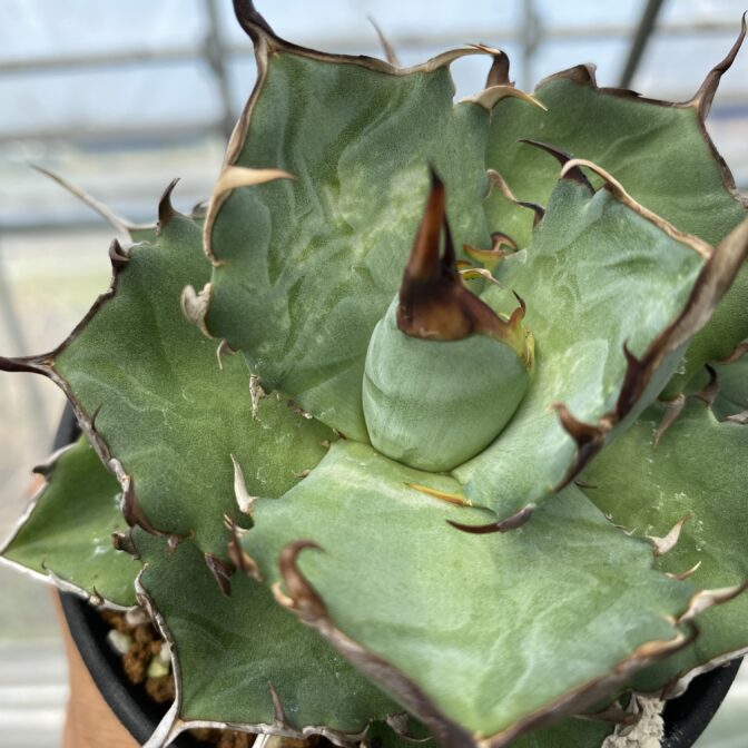 アガベ　ハデス