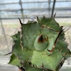 アガベ　ハデス