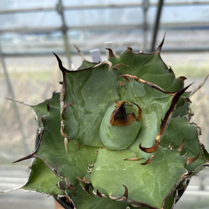 アガベ　ハデス