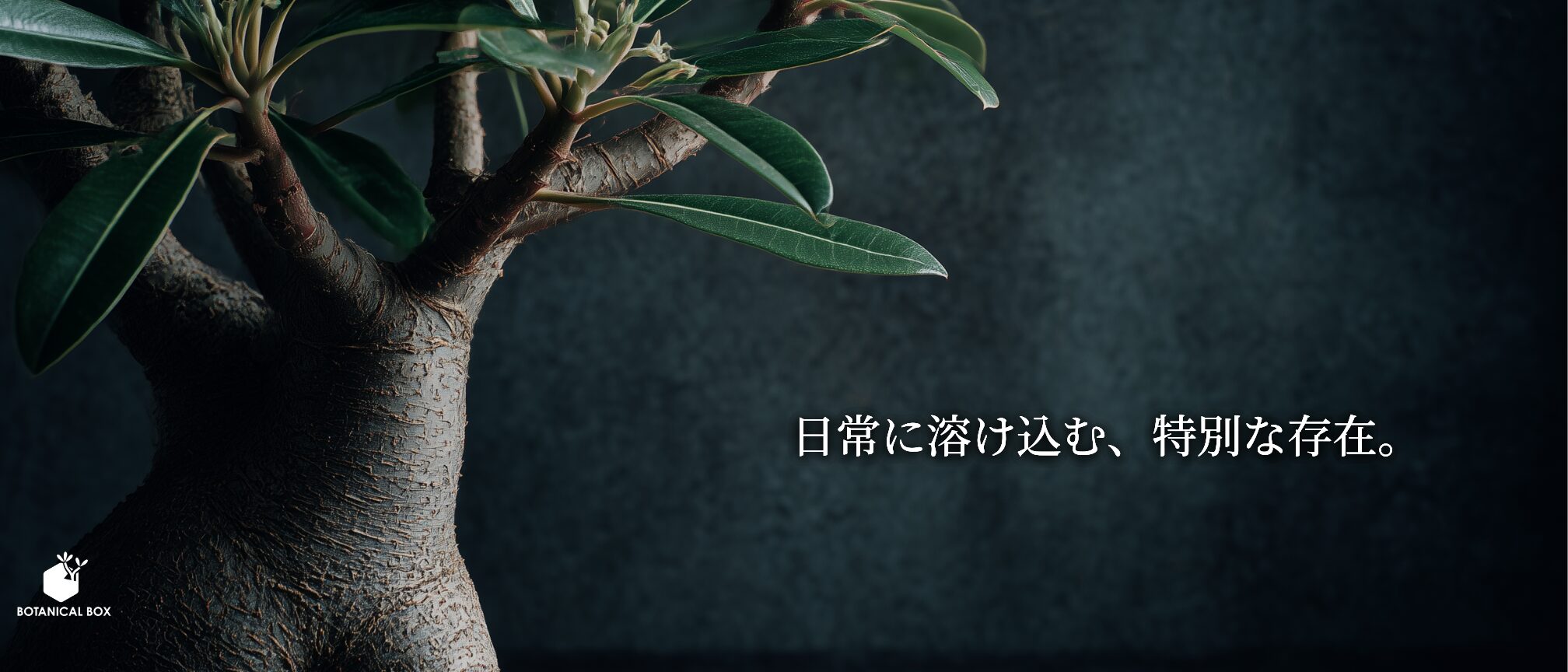 アデニウム　砂漠のバラ