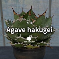 アガベ チタノタ ‘白鯨’｜白い鋸歯が輝く、緑の巨獣