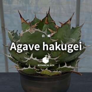 アガベ チタノタ ‘白鯨’｜白い鋸歯が輝く、緑の巨獣