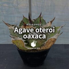 アガベ  ‘オアハカ オテロイ’ ｜  メキシコの風が刻む、白縁の王冠。