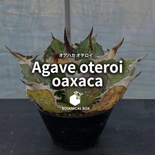 アガベ  ‘オアハカ オテロイ’ ｜  メキシコの風が刻む、白縁の王冠。