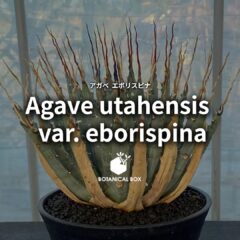 アガベ ユタエンシス ‘エボリスピナ’ ｜ 時が磨く、鋭さと気品