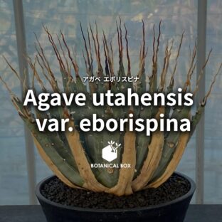 アガベ ユタエンシス ‘エボリスピナ’ ｜ 時が磨く、鋭さと気品