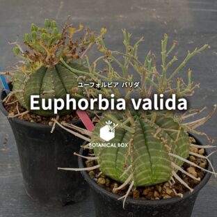 ユーフォルビア バリダ ｜残された花柄が紡ぐシルエット