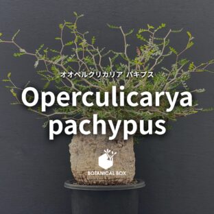 オペルクリカリア パキプス | 荒野に君臨する塊根植物の王