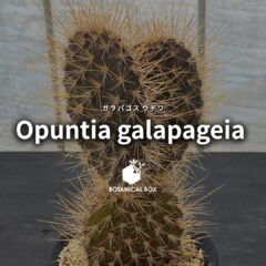 ガラパゴスウチワ ｜ 南の島の黒い宝石