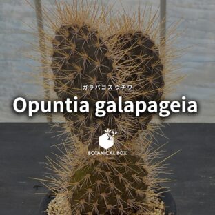 ガラパゴスウチワ ｜ 南の島の黒い宝石