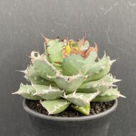 アガベ 姫厳竜 ①