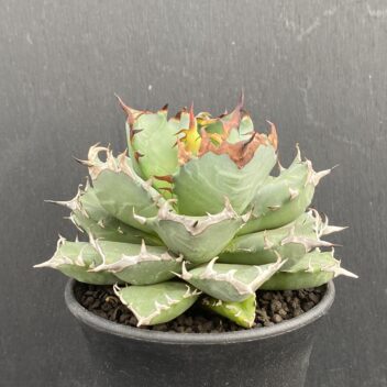 アガベ 姫厳竜 ①