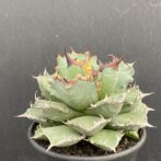 アガベ　姫減竜